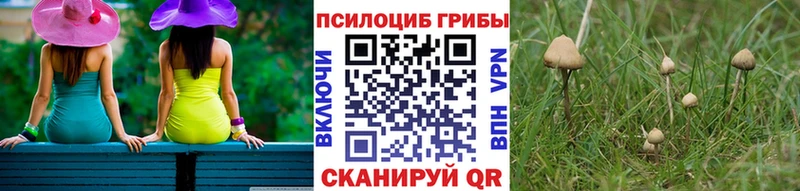 Галлюциногенные грибы Psilocybine cubensis  Новошахтинск 